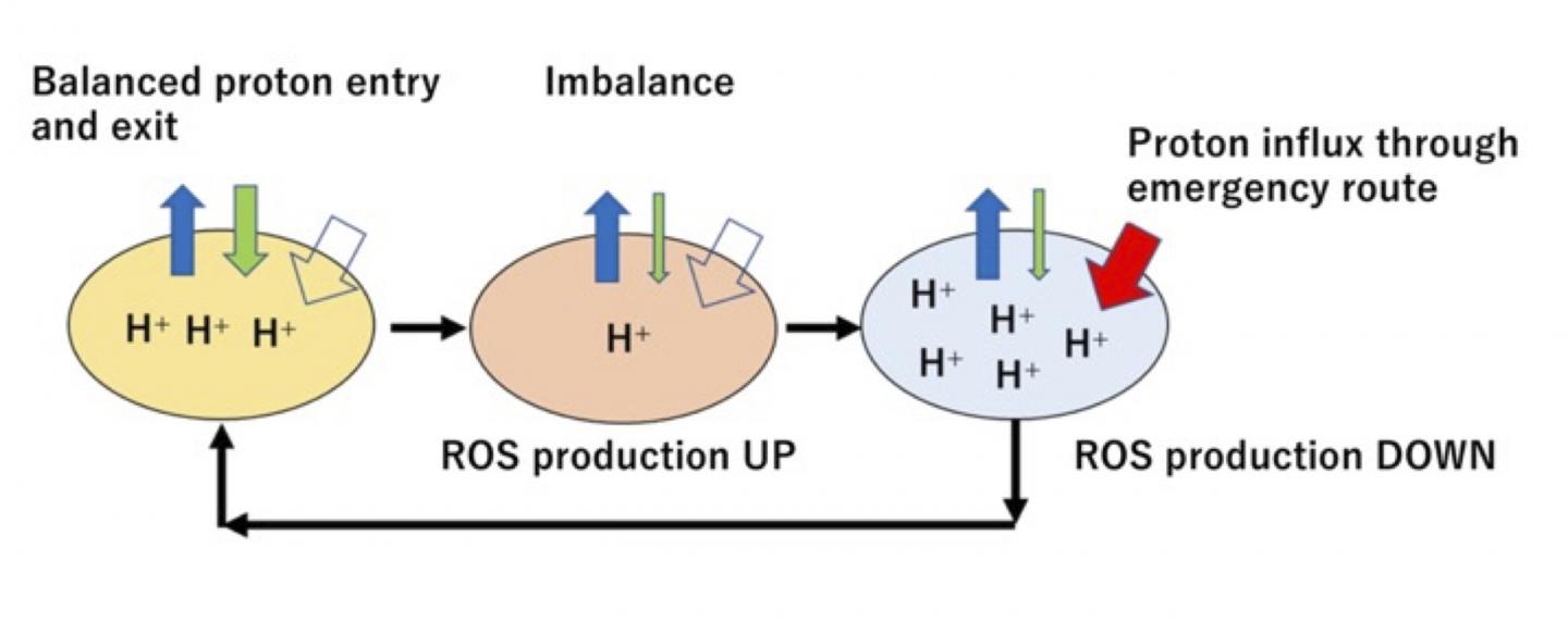 Influx and efflux of protons to mitochondria and generation of reactive oxygen species (ROS)