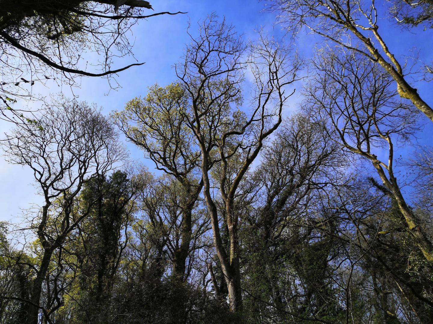 Ash trees with ash die back