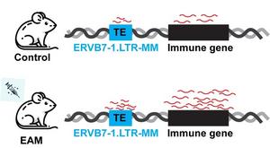 This schematic illustrates the observation of extensive activation of immune genes and transposable elements (TEs) in mice with EAM