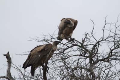 African White-Backed Vulture (<i>Gyps africanus</i>)