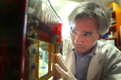 Finding Paves Way for Better Treatment of Autoimmune Disease