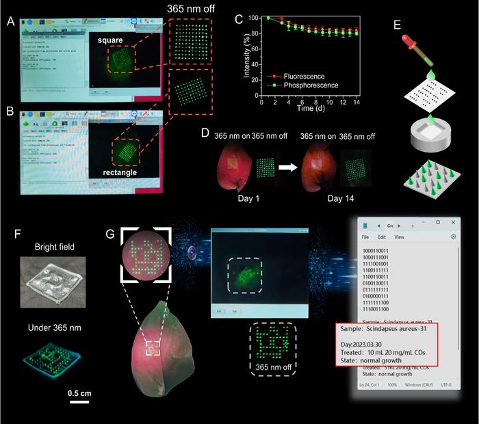 Figure 3 | Diverse luminescent labels for information encoding and storage within the plant.