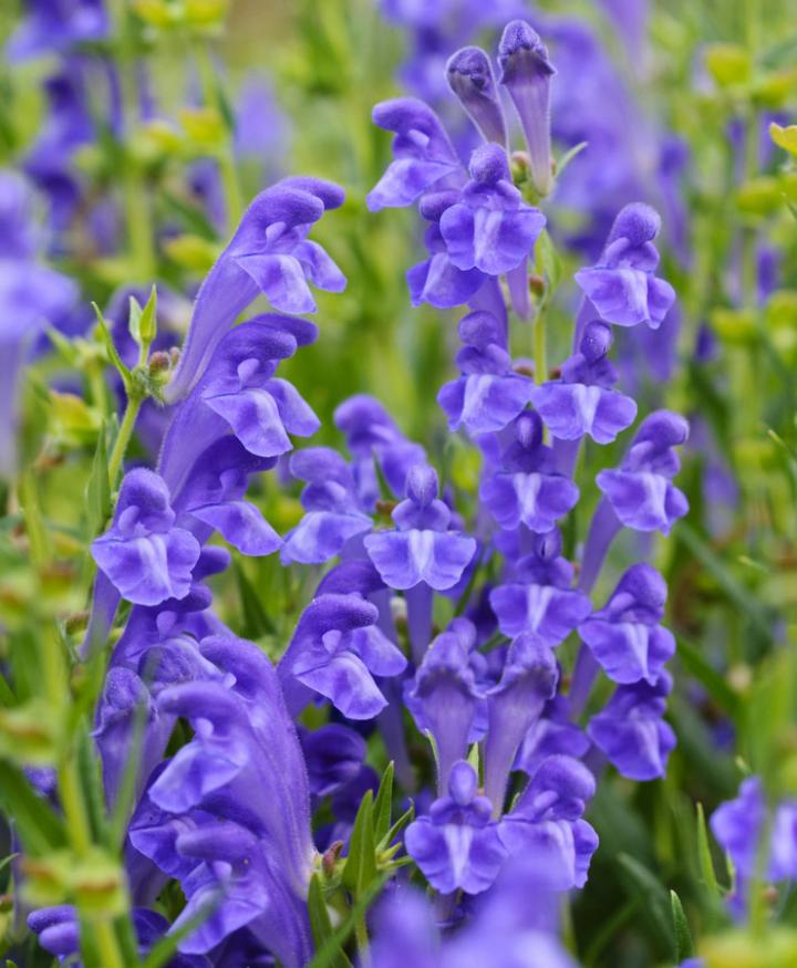 <em>Scutellaria baicalensis</em>