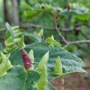 Galls on Witch Hazel