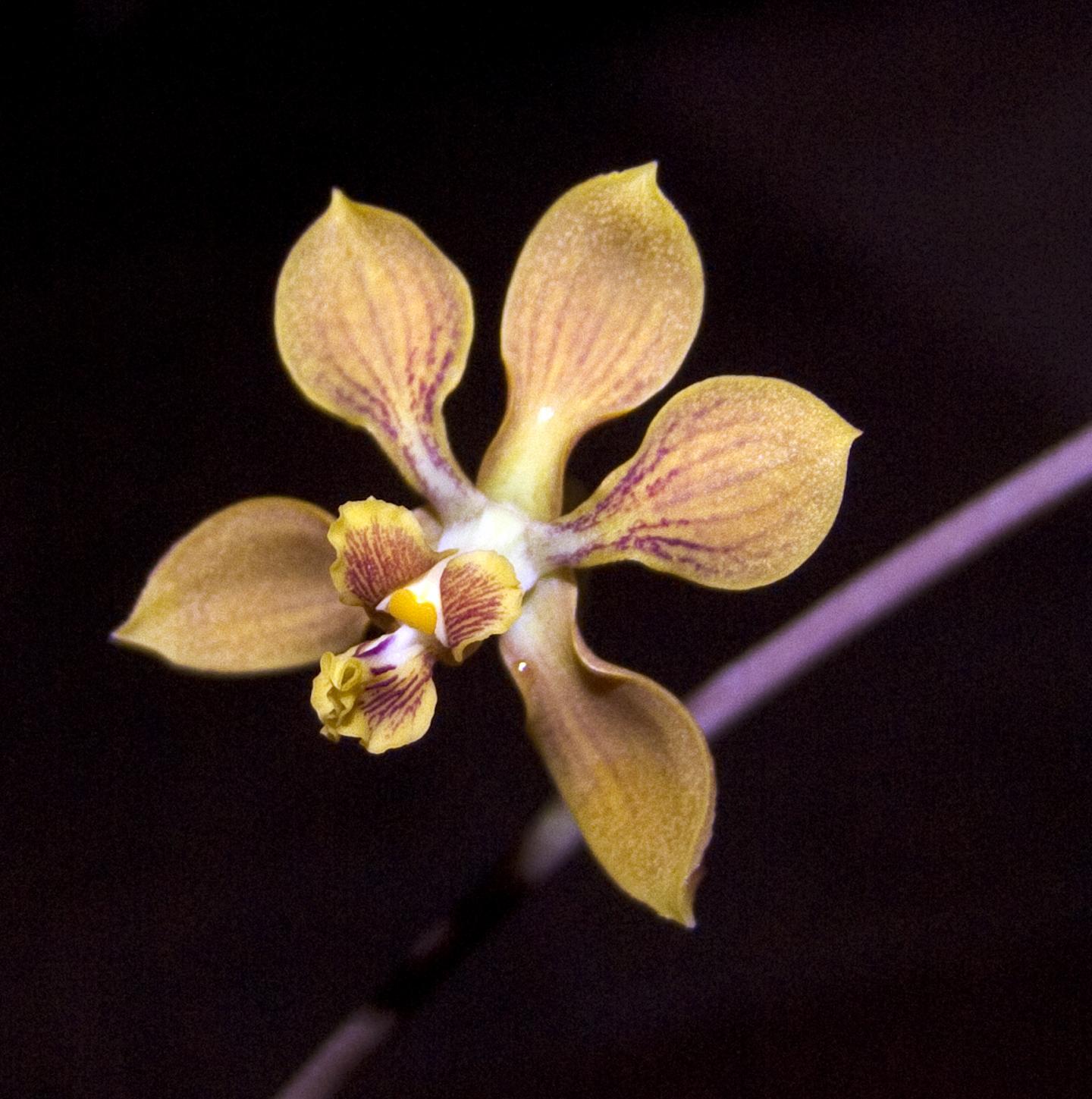 <em>Encyclia diota</em>