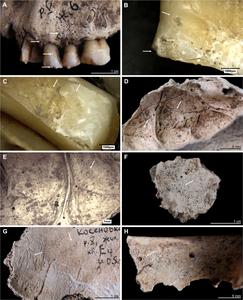 Life and death in Trypillia times: Interdisciplinary analyses of the unique human remains from the settlement of Kosenivka, Ukraine (3700–3600 BCE)