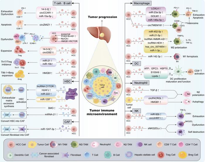 Exosome-mediated Crosstalk in the Tumor Immune Microenvironment: Critical Drivers of Hepatocellular Carcinoma Progression