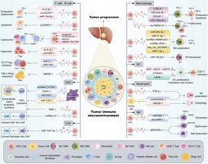 Exosome-mediated Crosstalk in the Tumor Immune Microenvironment: Critical Drivers of Hepatocellular Carcinoma Progression