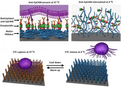 Nano-Device Capable of Capturing Circulating Tumor Cells