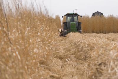 Miscanthus Harvest