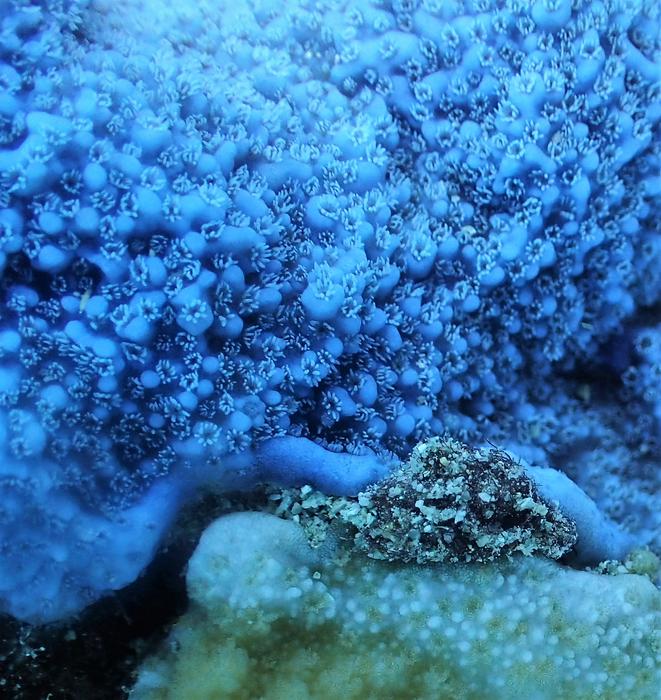 Close-up of coral