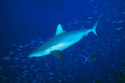 Reef Sharks