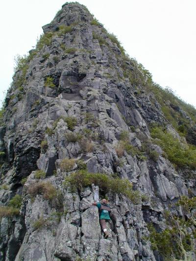 Collecting <i>O. simplicifolia</i>