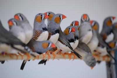 Zebrafinches