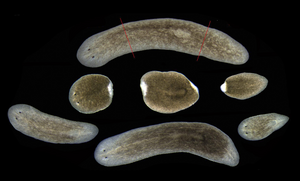 Researchers identify new molecular mechanism key to planarian regeneration