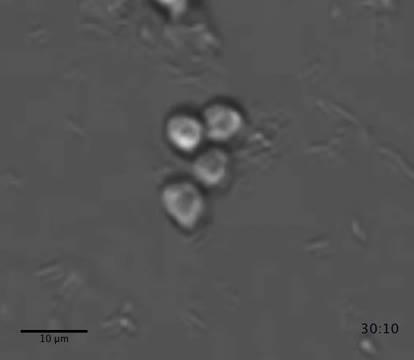 Choanoflagellates Fusing and Mating