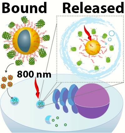 A Hollow Gold Nanoshell with a Modular Nickel Linking Layer Exposed to a Laser