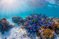 Great Barrier Reef (1 of 2)