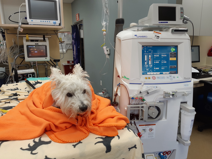 Dog Dialysis