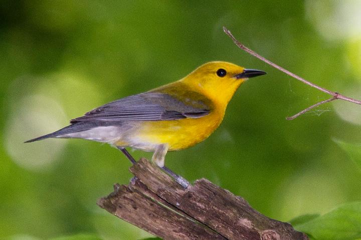 Female Prothonotary Warbler