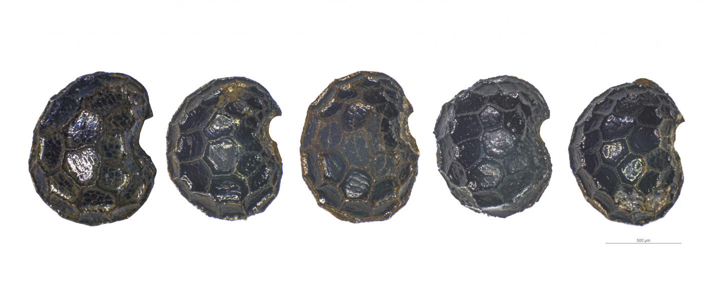 archaeological poppy seeds