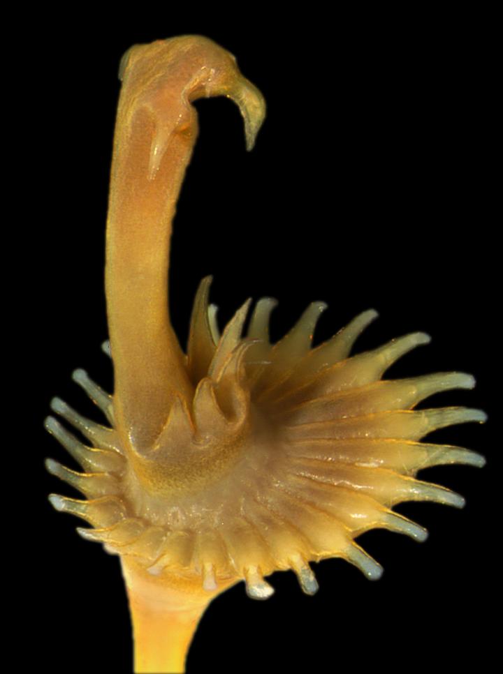 <em>Hydroides</em> Tube Plug