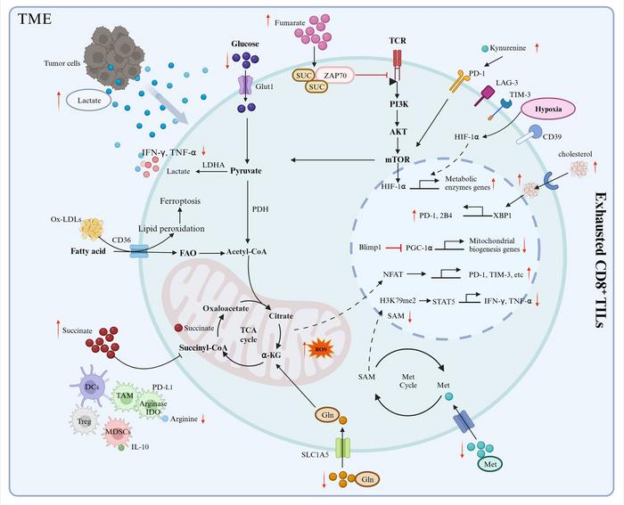 Metabolic stress can impair the anti-tumor function of CD8+ T cells