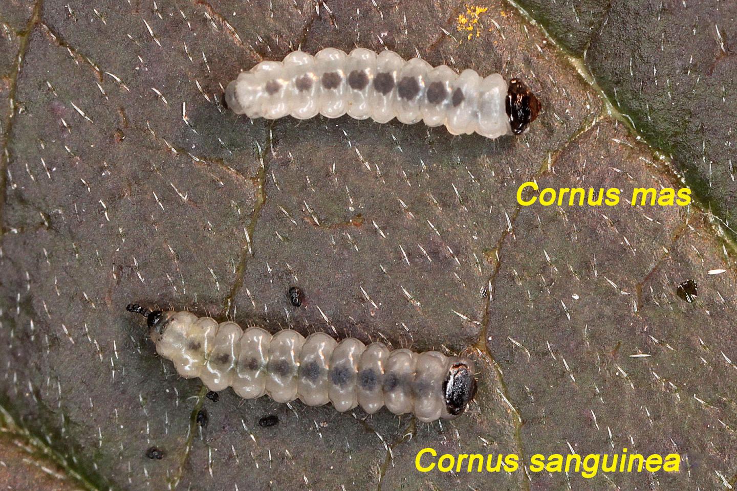 <i>Antispila</i> Larvae