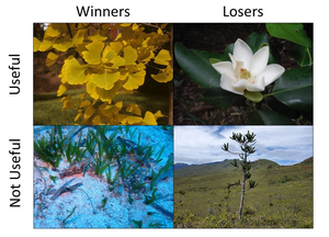 Plants: Winners, Losers, Useful, Not Useful Examples