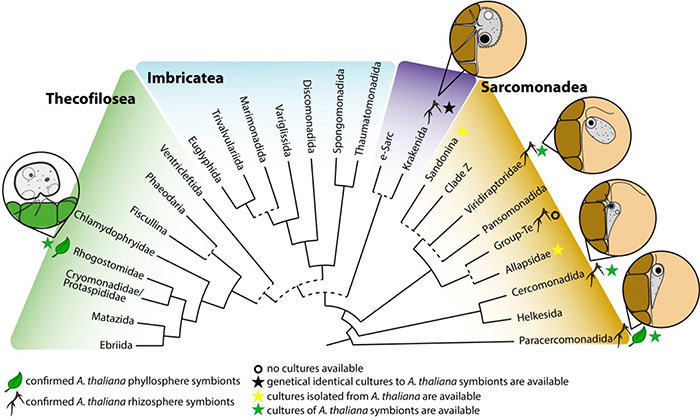 Overview of cercozoan diversity and symbionts of Arabidopsis thaliana.