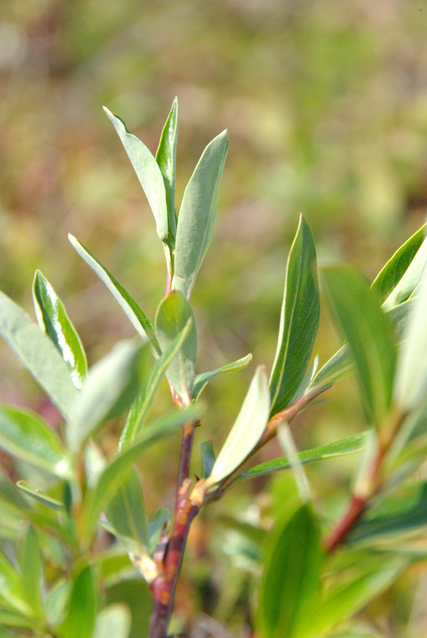 <i>Salix pulchra</i>