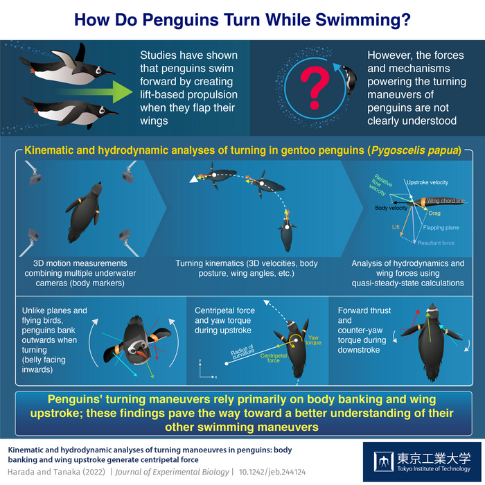 How Do Penguins Turn While Swimming?