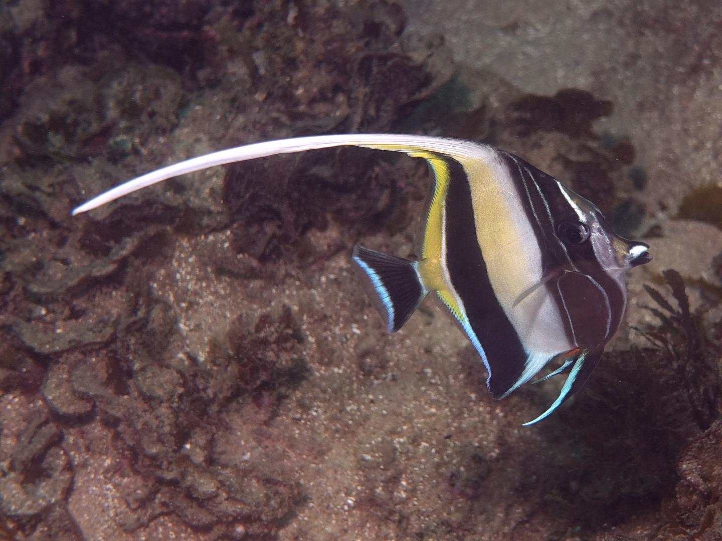 Moorish Idol Cabbage Tree Bay Sydney