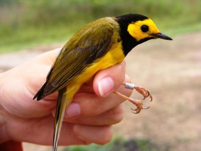 Forest Birds May Benefit from Clearings