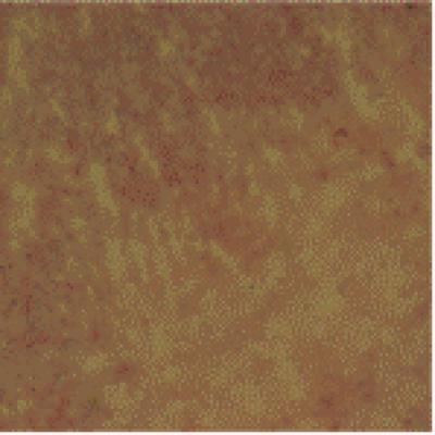 Transplantation of Nogo-66