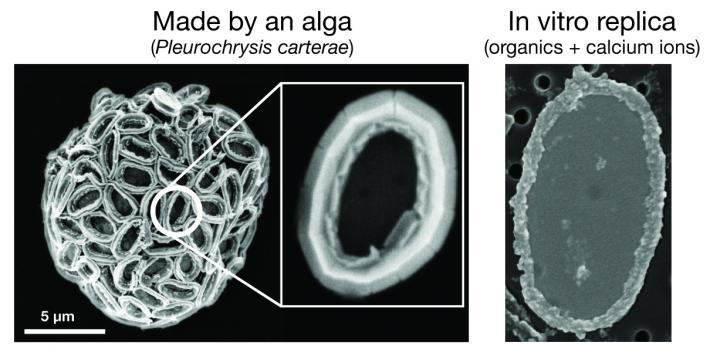 How Coccoliths Get Their Patterns