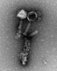 Bacteriophage EFDG1 Magnified 20,000 -- 30,000 Times
