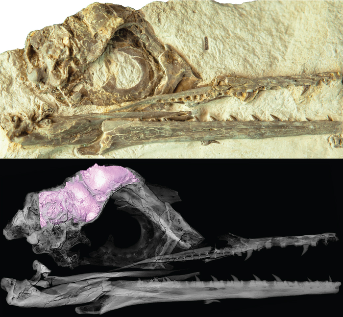 Fossil Skull and 3D brain model