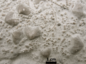 Fossils from Ordovician Period outcrop