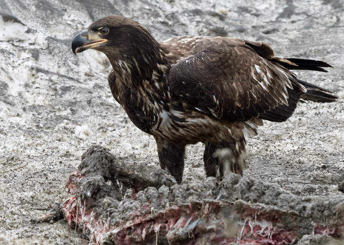 Eagle on carcass