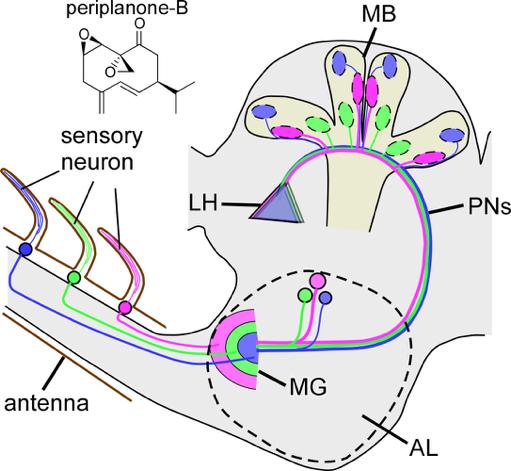Illustration of the Process Inside the Antenna and Brain