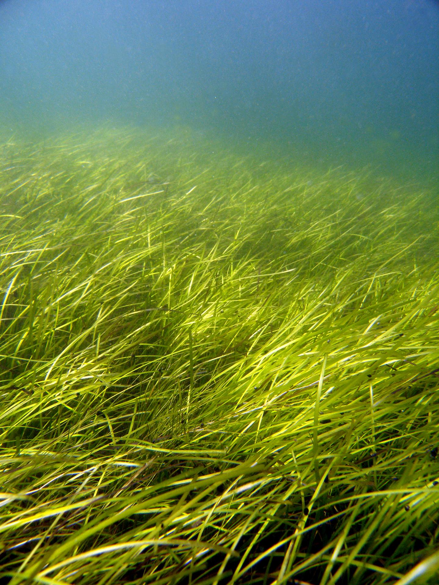 <i>Zostera marina</i> Meadow in the Archipelago Sea off Finland
