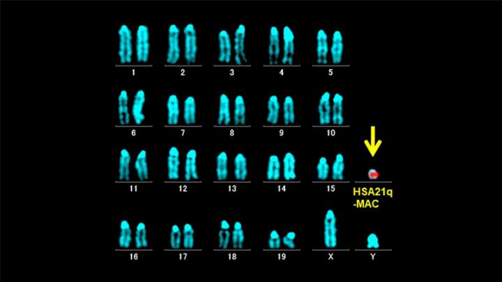 Karyotype