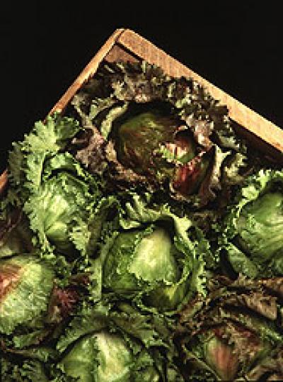 Lettuce for Salad Mixes