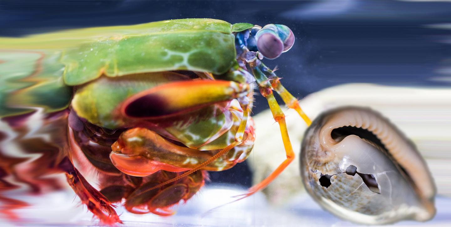 Mantis Shrimp Attacking Prey