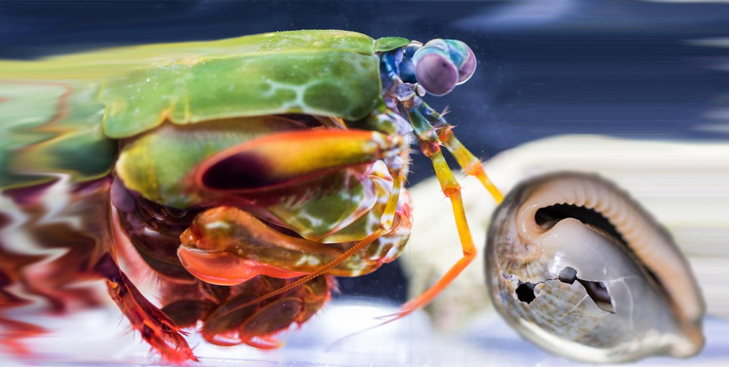 Mantis Shrimp Attacking Prey [IMAGE] EurekAlert! Science News Releases