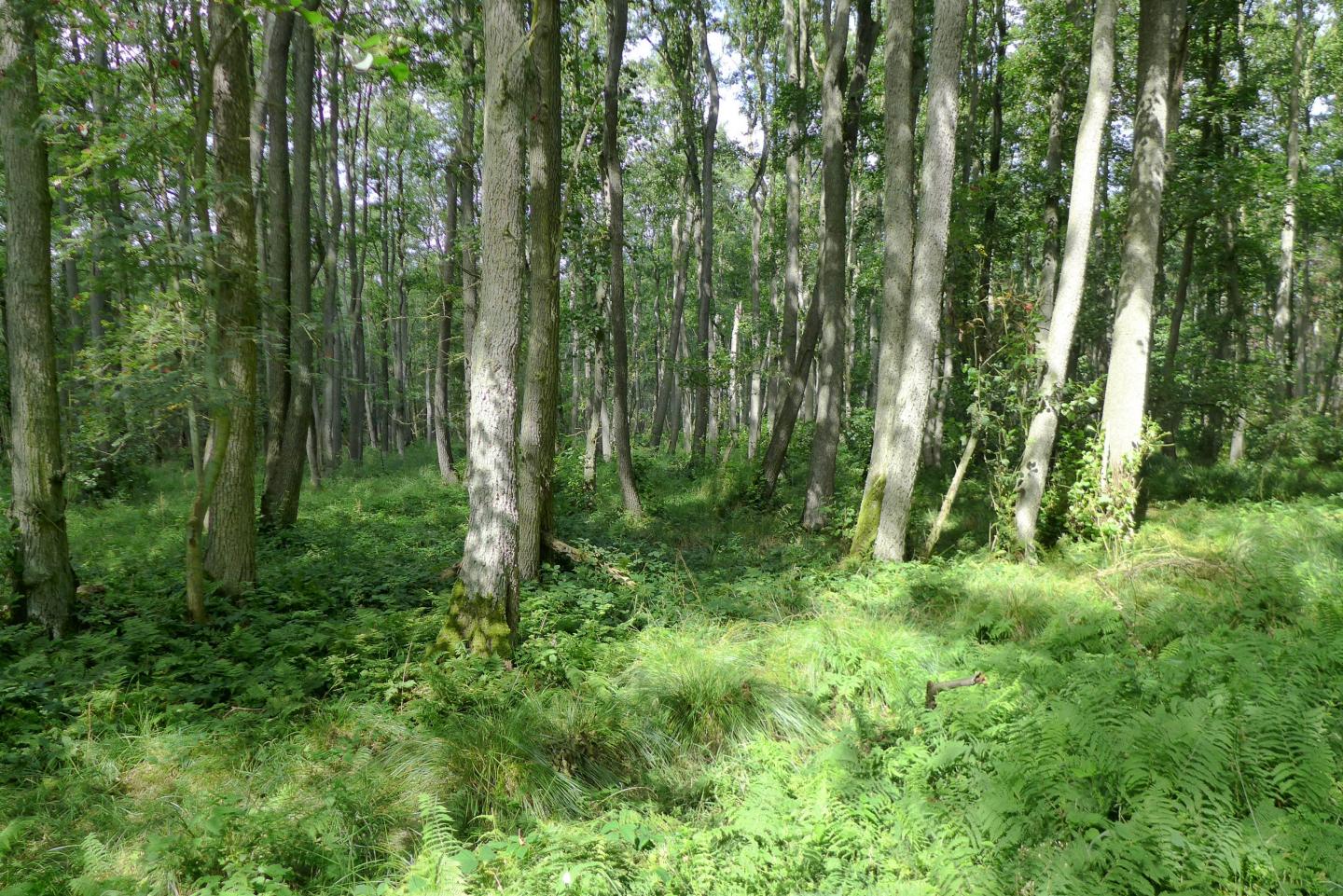 Alder Swamp Forest with Thick Herb Layer