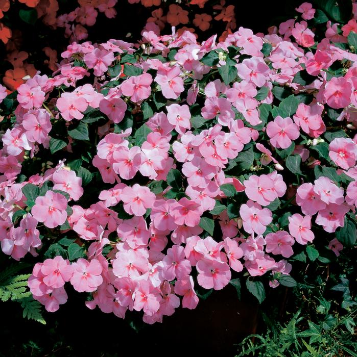 Impatiens walleriana "Accent Coral"