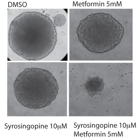 Combination of Clinically-Approved Drugs Packs One-Two Punch Against Cancer Cells (1 of 2)