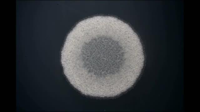 Bacillus Growth Mirrors Embryonic Development